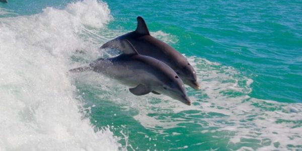 Blue Wave Adventures Dolphin Watch Tour Murrells Inlet